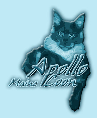 ApolloCoon - Maine Coon Cats